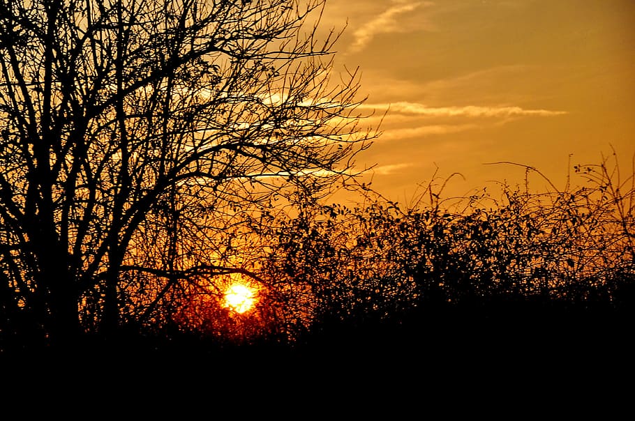 sunset, summer, yellow, nature, silhouette, tree, outdoors HD wallpaper