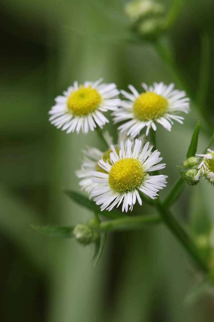 flowers, green, flowering plant, fragility, vulnerability, freshness HD wallpaper