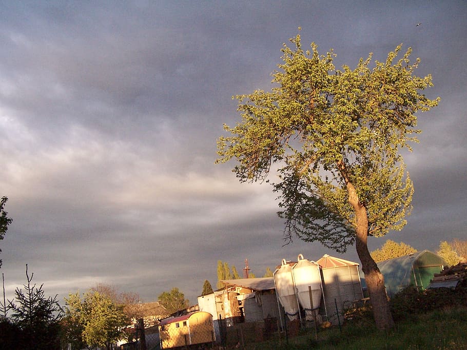 tree, afternoon, sky, mood, gloomy, sleet, plant, cloud - sky HD wallpaper