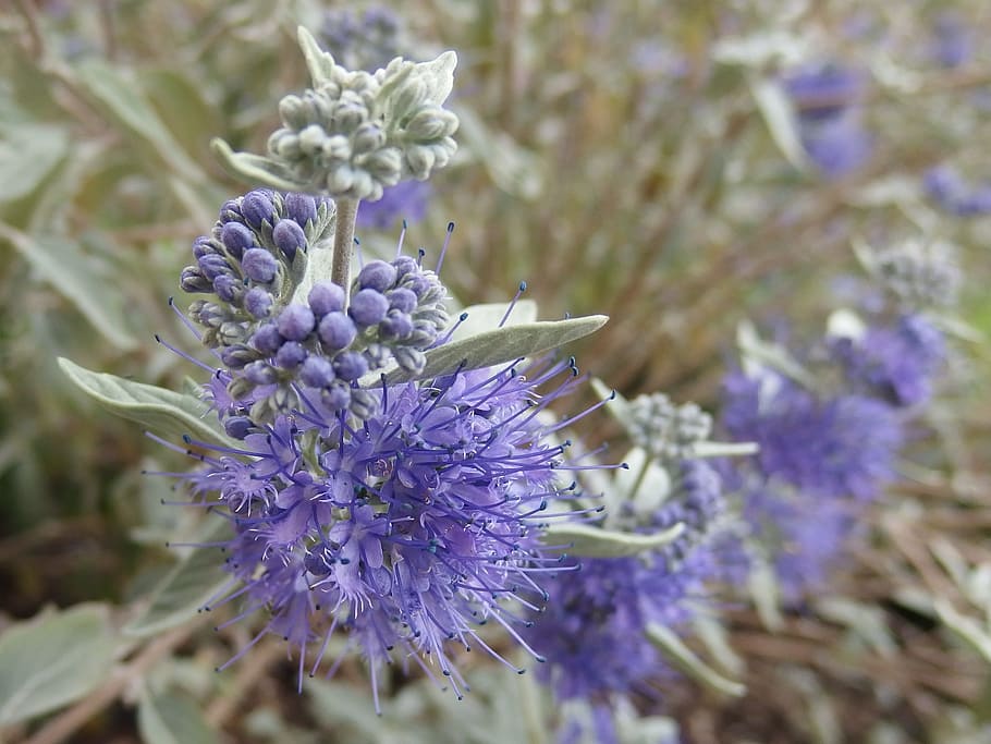 bluebeard, flower, purple, flowering plant, vulnerability, fragility HD wallpaper