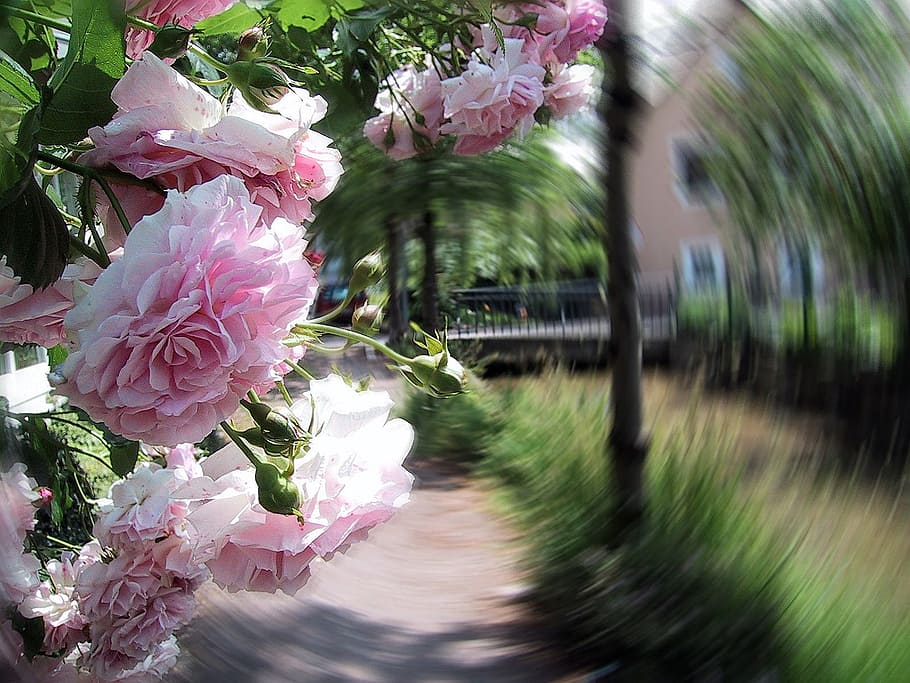 roses, away, filter, pink, strudel, eddy, background, leaves HD wallpaper
