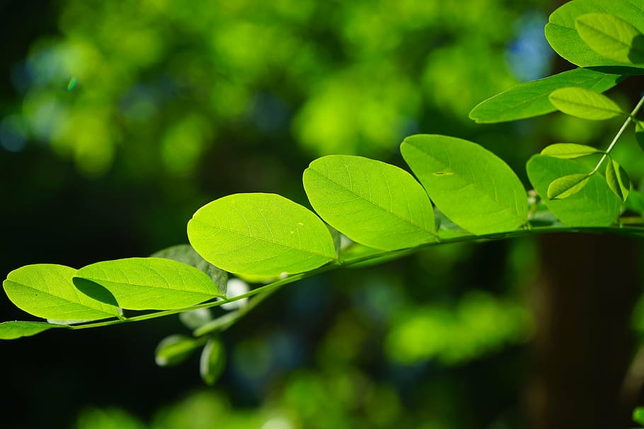 common maple, leaf, green, robinia, leaf veins, filigree, leaf structures HD wallpaper