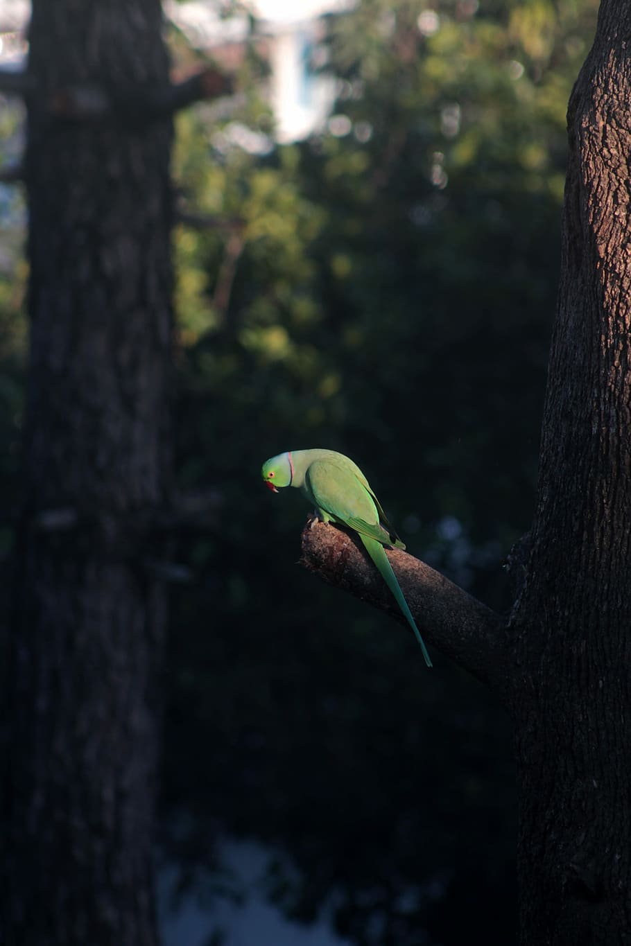 selective focus photography of rose-ringed parakeet perching on bough, green bird on branch at daytime HD wallpaper