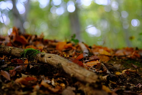 forest floor, nature, moss, autumn, leaves, glade, trees, dead wood HD wallpaper