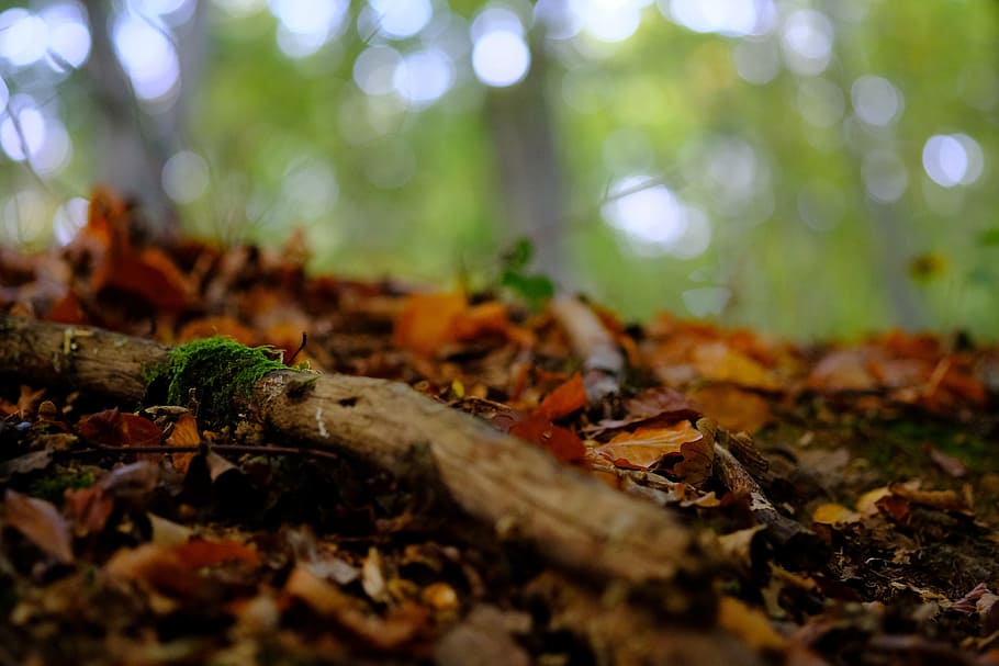 forest floor, nature, moss, autumn, leaves, glade, trees, dead wood