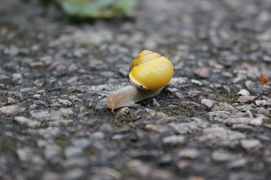 snail, yellow, rain, soil, selective focus, close-up, shell HD wallpaper