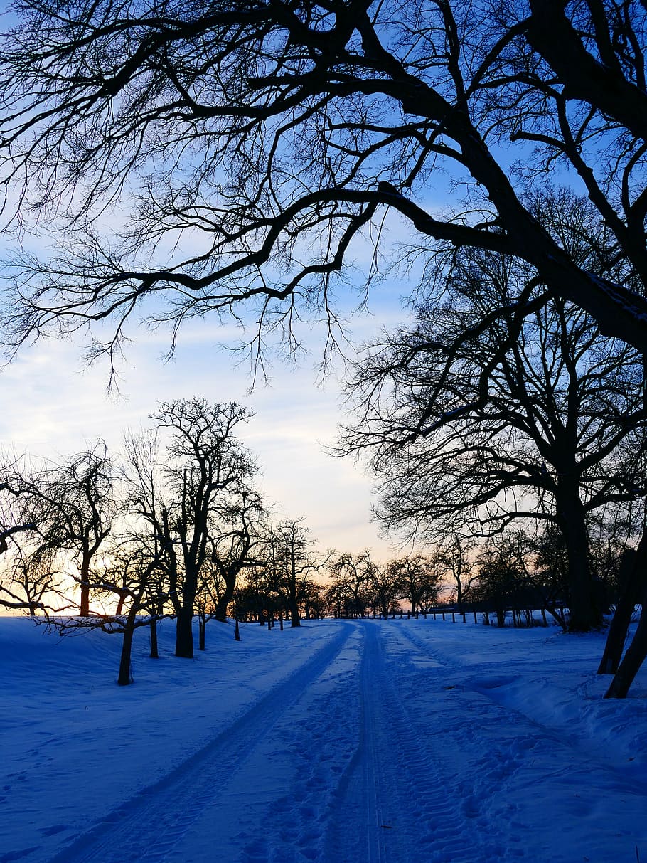 road covered with snows, winter, landscape, away, trace, tree HD wallpaper
