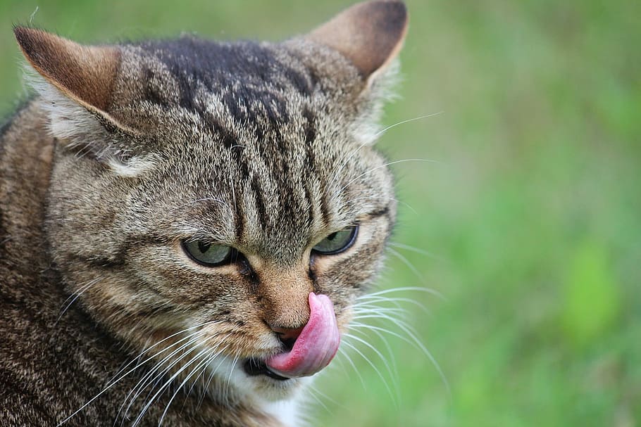 cat, tongue, pet, animals, lick, mieze, clean, cat tongue, face