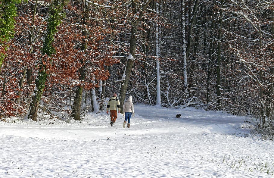 winter, snow, trees, forest, cold, human, walk, cold temperature HD wallpaper
