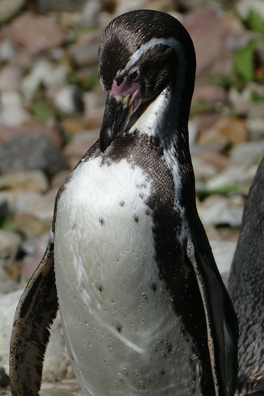penguin, close, detail, sharp, animal, bird park walsrode, water bird HD wallpaper