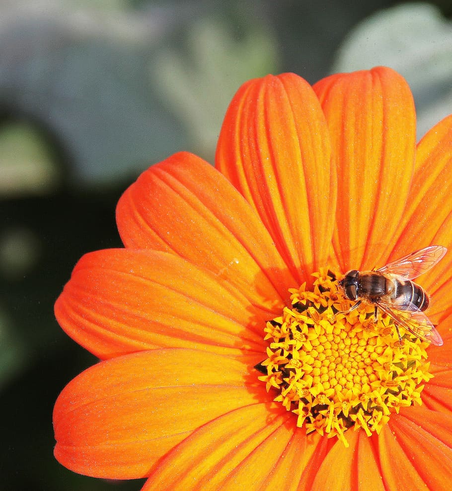flower, insect, orange, flowering plant, petal, fragility, freshness HD wallpaper