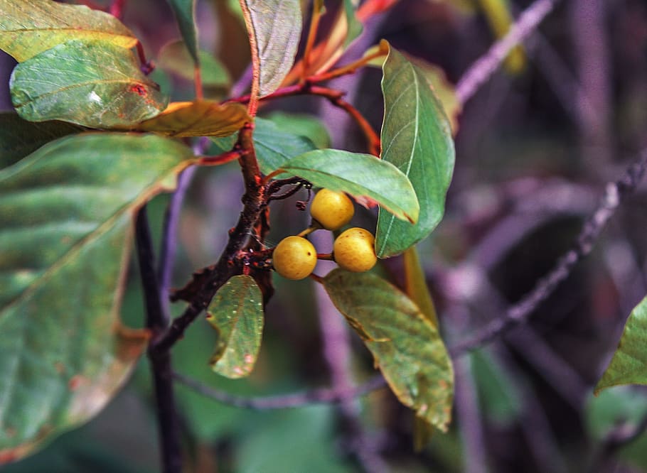 berry, tree, forest, fruit, food and drink, healthy eating HD wallpaper
