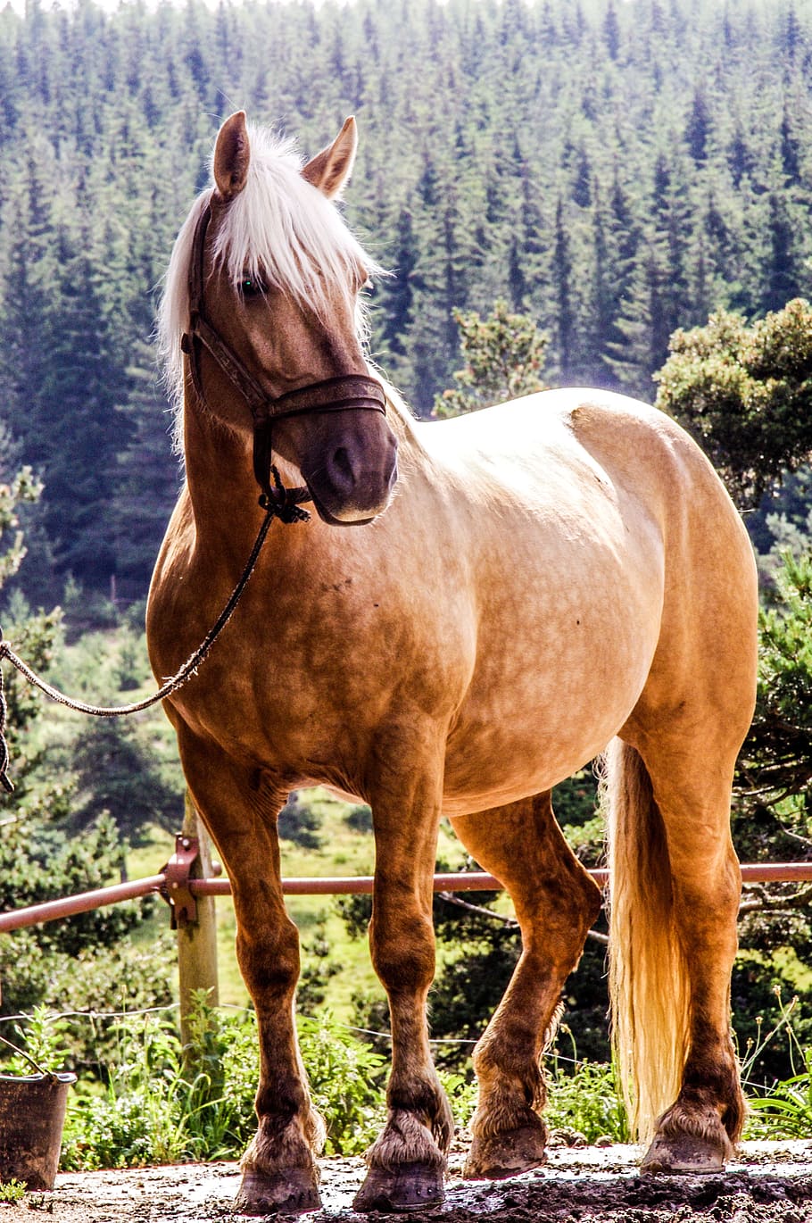 brown horse standing near red metal bar, randonée, mare, broodmare