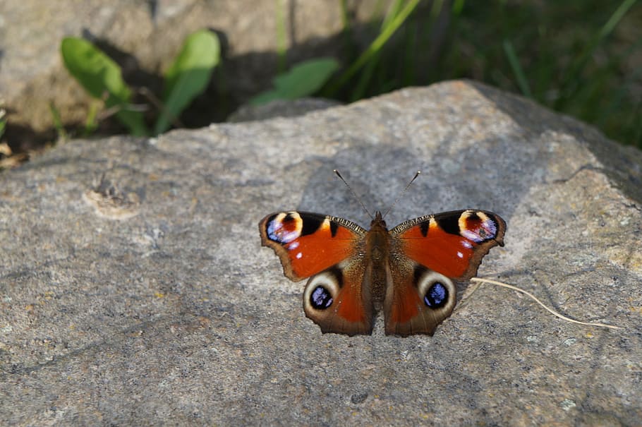 butterfly, peacock, spring, nature, colorful, close, beautiful HD wallpaper