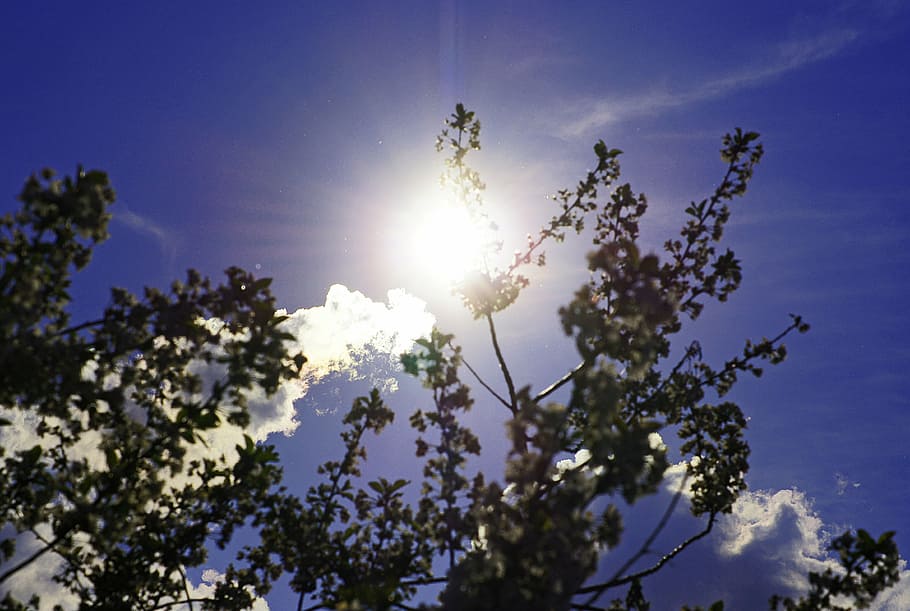 sun, sky, branches, back light, nature, weather, sunlight, rays HD wallpaper