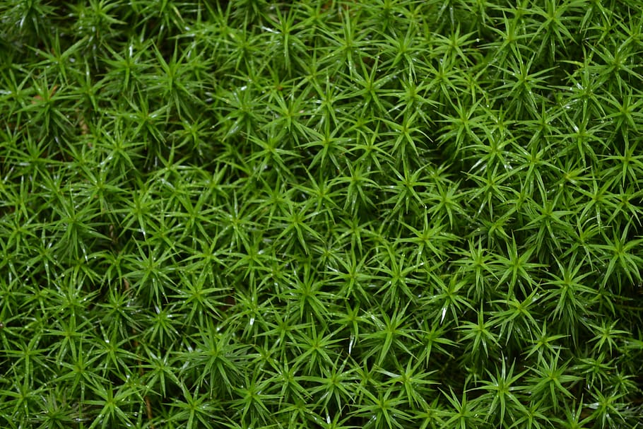 leaf, background, nature, texture, pattern, star moss, green color HD wallpaper