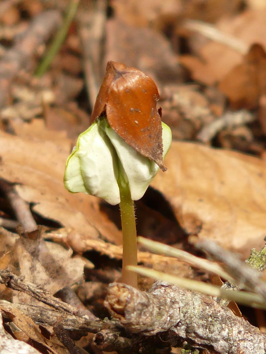 Germ, Seedling, Scion, Forest, Grow, young, tree, plant, beechnut HD wallpaper