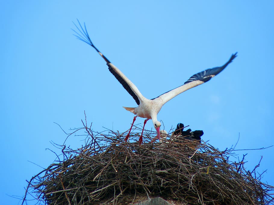 stork, nest, bird, storchennest, animal themes, flying, animals in the wild, HD wallpaper