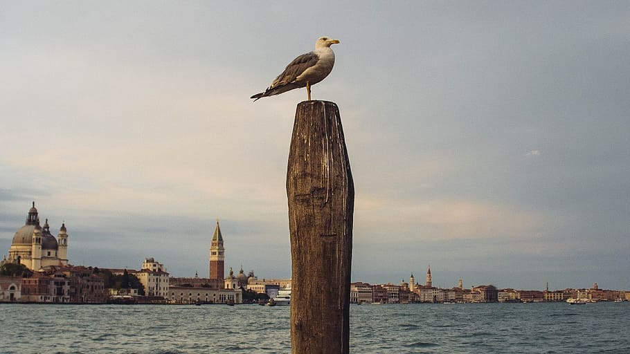 bird on wood, animal, seagull, post, venice, background, famous HD wallpaper