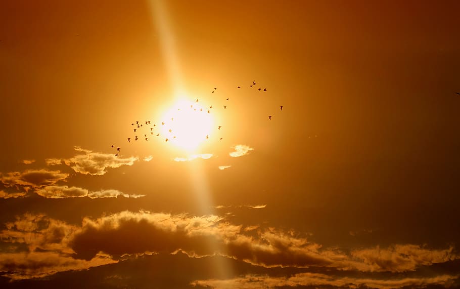 silhouette photography of flock of birds, sunset, cloud, sky HD wallpaper