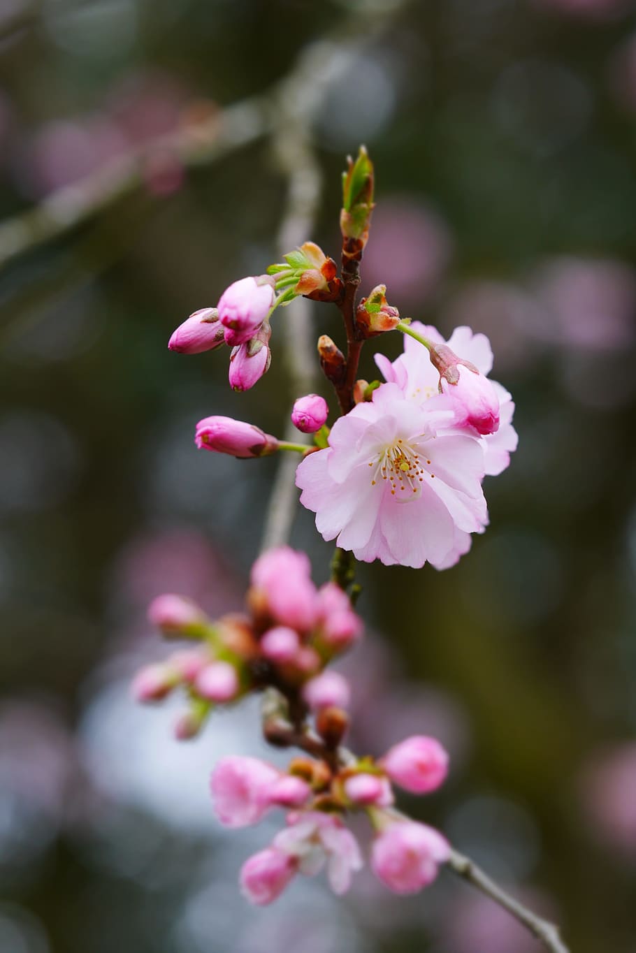pink flowers in bokeh photography, bloom, nature, spring, spring flower HD wallpaper