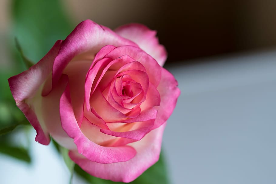 pink rose at bloom selective focus photography, Rose, Red, Red, Red Rose, HD wallpaper