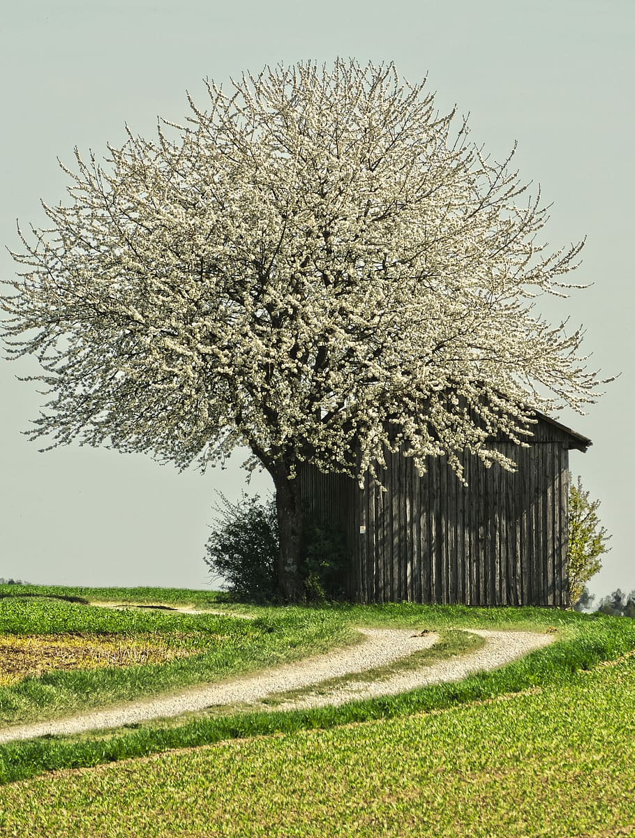 blossom, bloom, tree, field barn, lane, meadow, spring, landscape, HD wallpaper