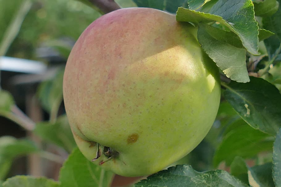 apple, macro, close, red cheeks, leaf, branch, nature, fruit HD wallpaper