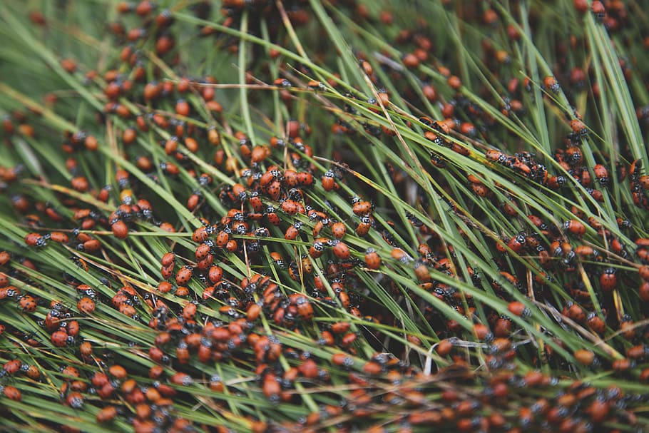 green grass, colony of ladybirds, linear, leaf, ladybug, insect HD wallpaper