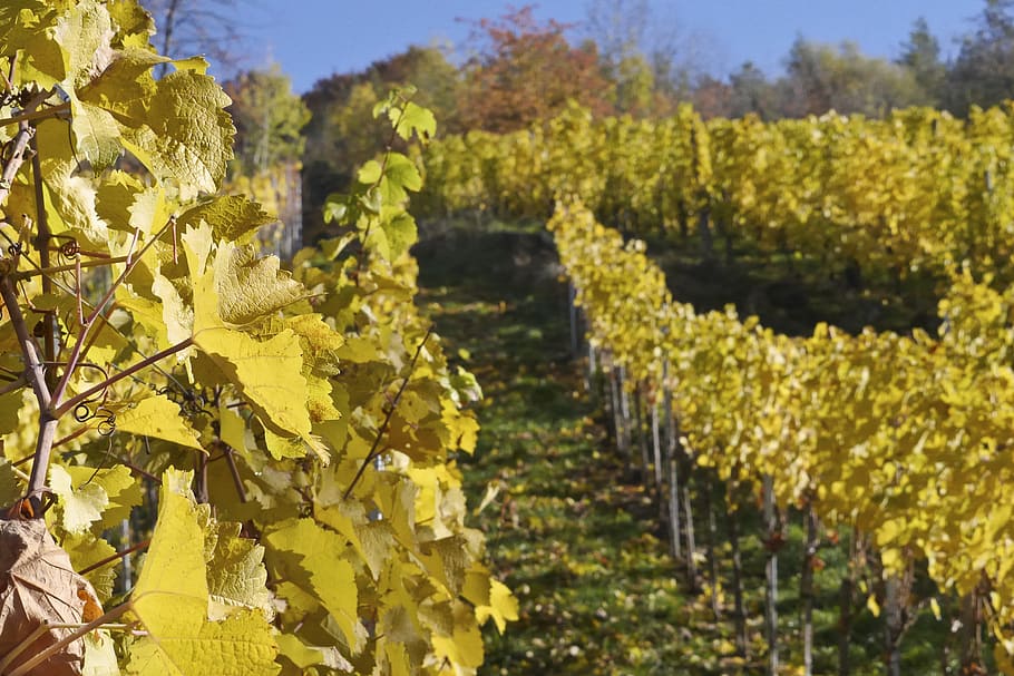 vineyard, wine, winegrowing, landscape, vines, nature, plant HD wallpaper