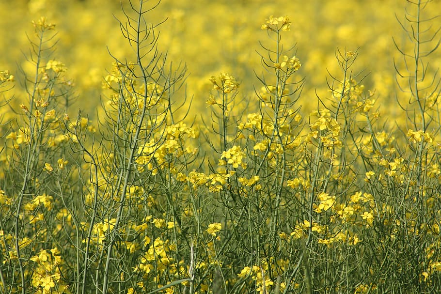 oilseed rape, denmark, spring, crop, yellow, green, flower HD wallpaper