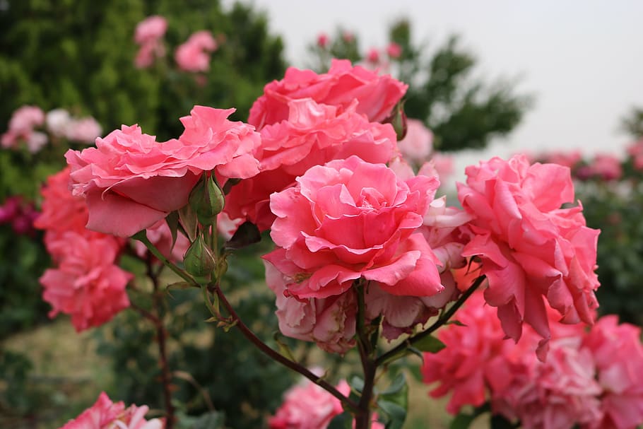 rose, pink, garden, flower, flowering plant, fragility, vulnerability HD wallpaper