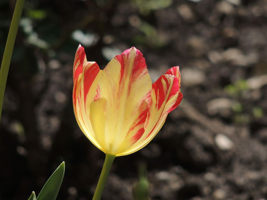 Spring, Tulips, Petals, flower, fragility, nature, flower head HD wallpaper
