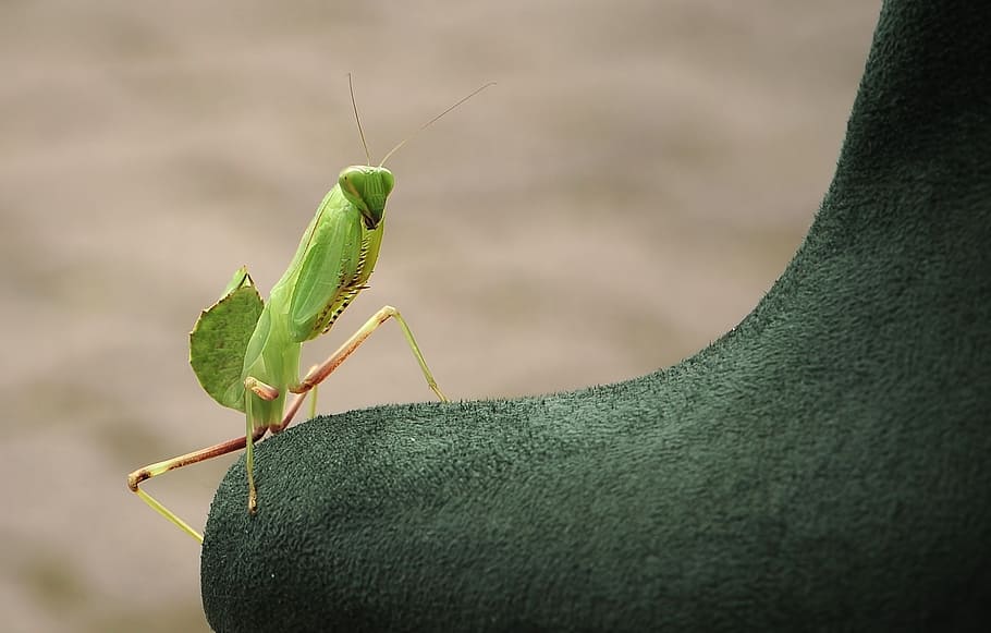 praying mantis, sphodromantis lineola, green color, insect HD wallpaper