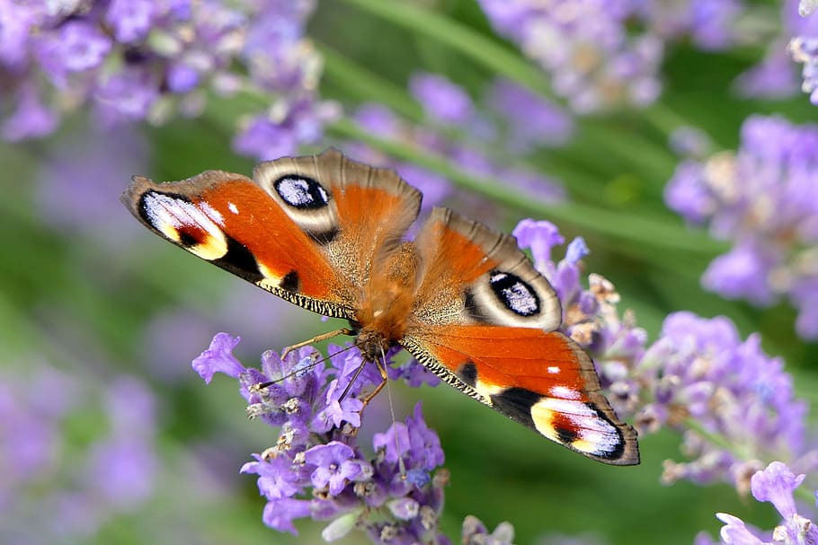 orange, white, and black moth perched on purple petaled flower, HD wallpaper