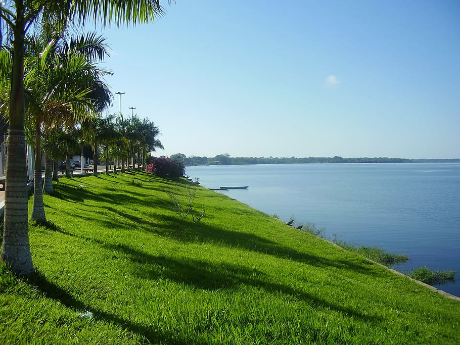maués, amazonas, brazil, nature, tree, summer, outdoors, plant HD wallpaper