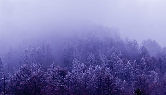 landscape photography of pine trees with fog, cloud, ching ming HD wallpaper