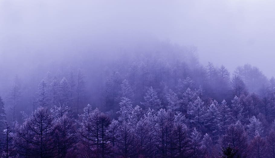 landscape photography of pine trees with fog, cloud, ching ming HD wallpaper