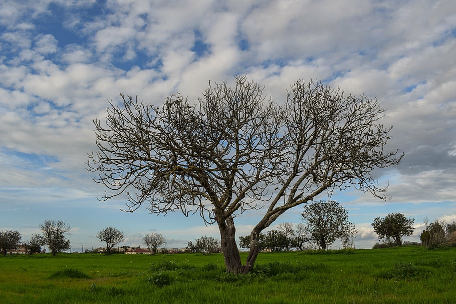 tree, meadow, landscape, nature, sky, clouds, green, grass HD wallpaper