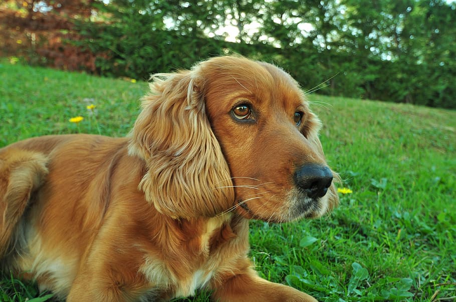 close-up photography of long-coated tan dog lying on green grass field HD wallpaper