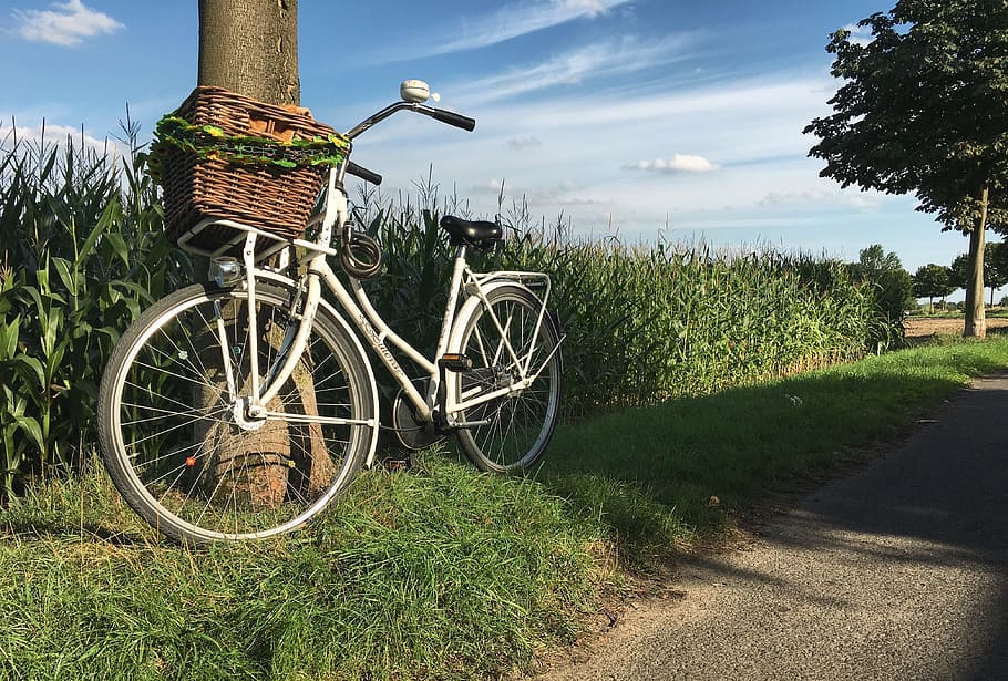Dutch, Wheel, Corn, Field, Holiday, more, exit, air, blue, sky HD wallpaper