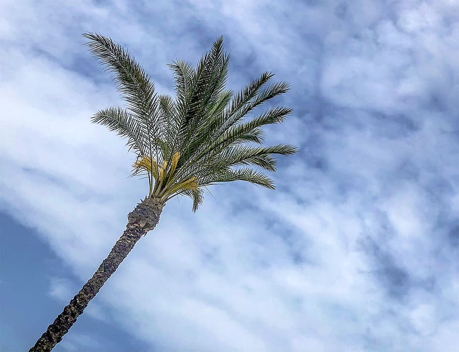 palm, sky, clouds, beach, sunny, plant, cloud - sky, growth HD wallpaper