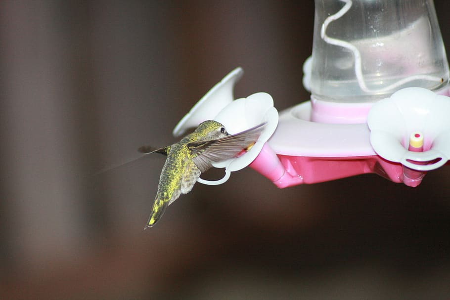 Hummingbird, Feeding, Hovering, ruby-throated, feeder, one animal, HD wallpaper