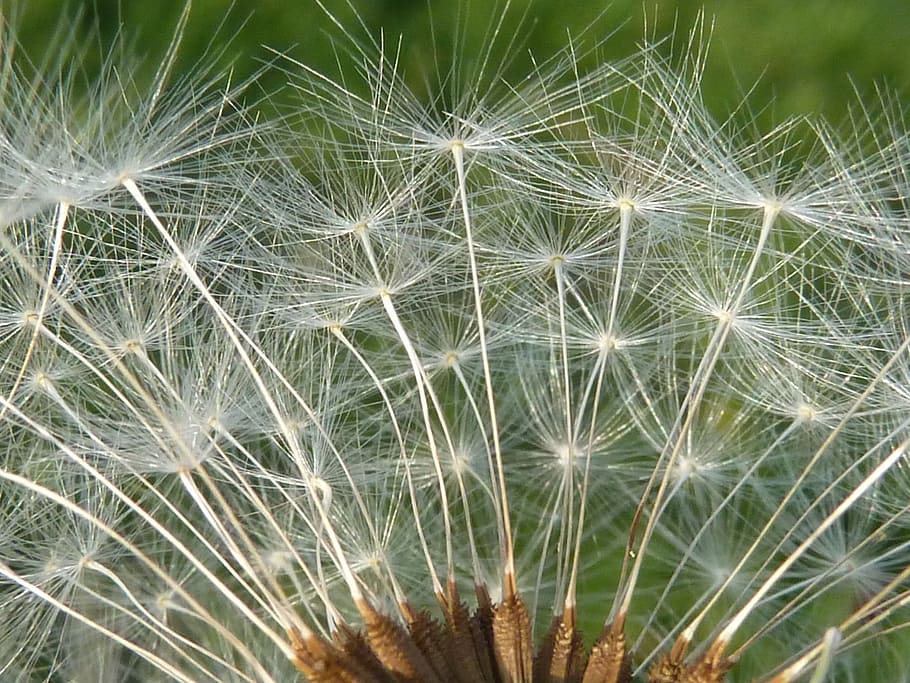 dandelion, macro, blossom, bloom, roadside, close, pointed flower HD wallpaper