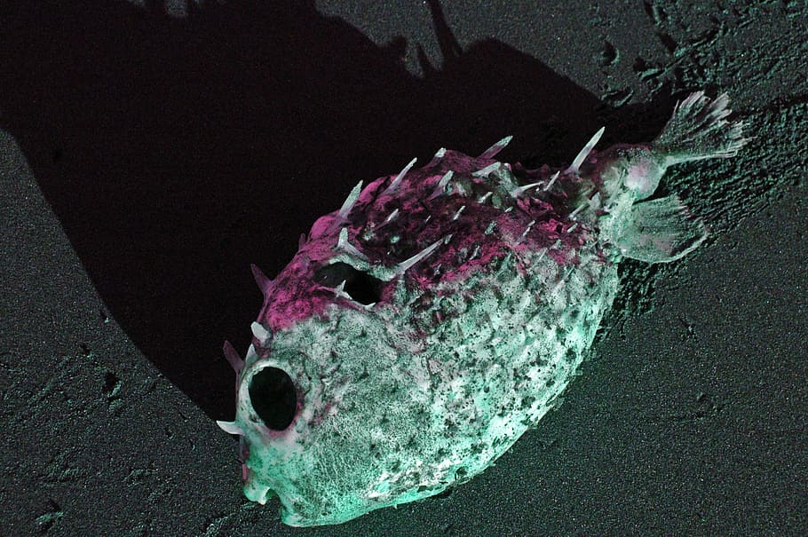 puffer fish, dead, ocean, beach, sea, death, animal, nature HD wallpaper