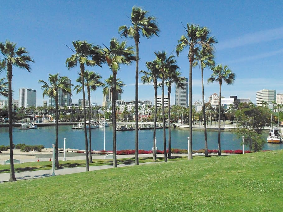 palm trees, marina, beach, tropical climate, plant, water, sky HD wallpaper