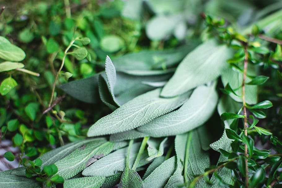 Different kinds of fresh herbs, healthy, nature, leaf, plant HD wallpaper