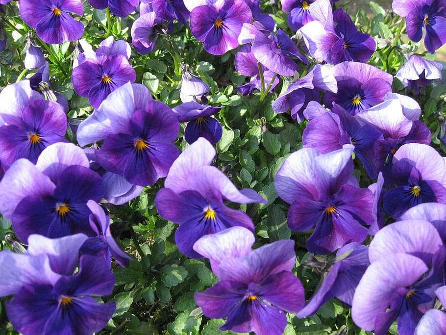 summer, violets, flowers, flowering plant, fragility, freshness HD wallpaper
