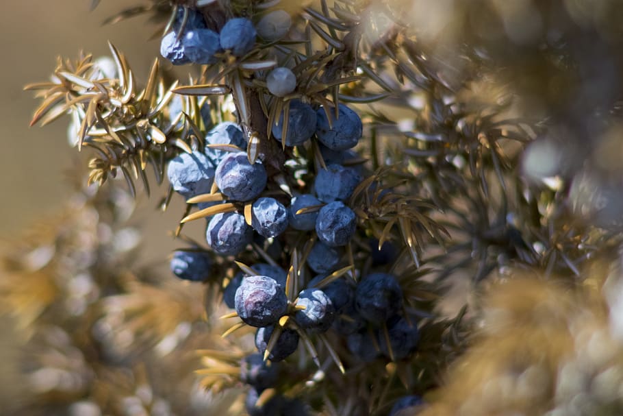 juniper, berries, macro, nature, tree, flora, season, outdoors HD wallpaper
