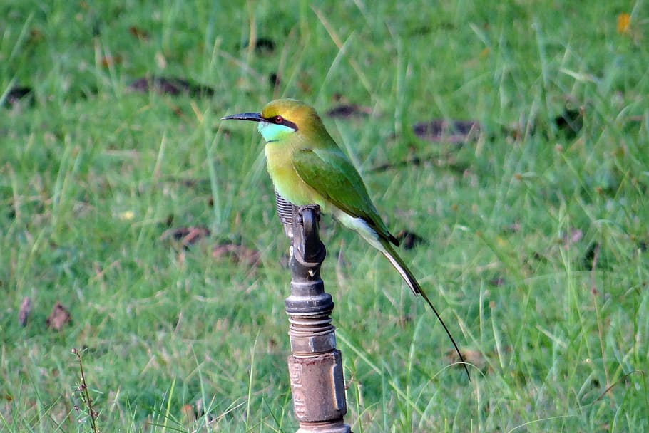 Bee Eater, Bird, Small, Fauna, green, kaiga, india, one animal HD wallpaper